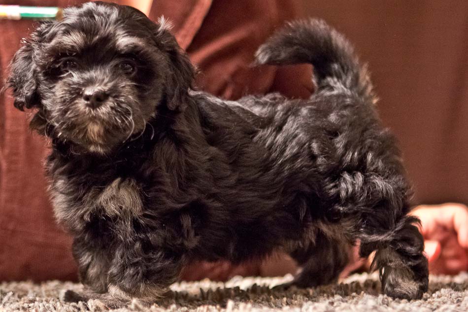 brindle havanese