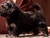 Havanese-Puppy-Duchess-6wks1