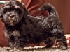 Havanese-Puppy-Duchess-6wks2