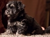 Havanese-Puppy-Duke-6wks1