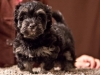Havanese-Puppy-Duke-6wks2