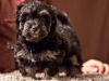 Havanese-Puppy-Duke-6wks2