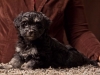 Havanese-Puppy-Noble-6wks2