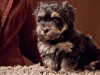 Havanese-Puppy-Prince-6wks1