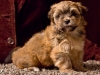 Havanese-Puppy-Princess-6wks2