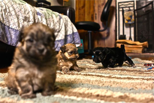 Puppies-Playing-at-4.4-weeks-IMG_4387