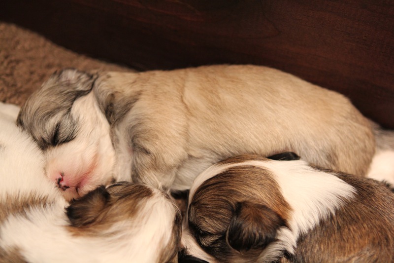 puppies and dogs together. Havanese puppies cuddled