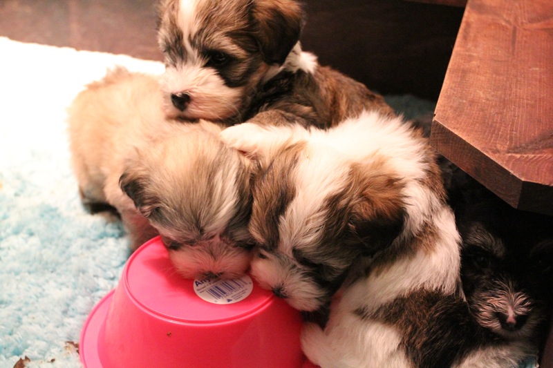 Jewel_L_Woody_Ctr_Bullseye_RT_Havanese_Puppies_IMG_2700