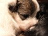 Bullseye-Gold-Sable-Parti-Havanese-Puppy_IMG_1709