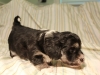 Buzz_Black_and_Tan_Pied_Havanese_Puppy_IMG_2842