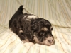 Buzz_Black_and_Tan_Pied_Havanese_Puppy_IMG_2869