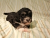 Buzz_Black_and_Tan_Pied_Havanese_Puppy_IMG_2922