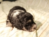 Buzz_Black_and_Tan_Pied_Havanese_Puppy_IMG_2941