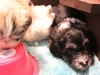 Buzz_Black_and_tan_silver_markings__Havanese_PuppiesIMG_2704