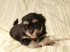 Jesse_Black_and_Tan_Havanese_Puppies_IMG_2768