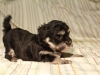 Jesse_Black_and_Tan_Havanese_Puppies_IMG_2798