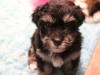 Jesse_Black_and_tan_Havanese_Puppies_IMG_2698