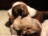 Jewel-n-woody-Havanese-Puppies-IMG_1695