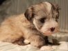 Jewel_Champagne_Sable_Havanese_Puppy_IMG_3029