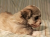 Jewel_Champagne_Sable_Havanese_Puppy_IMG_3031