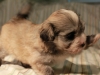 Jewel_Champagne_Sable_Havanese_Puppy_IMG_3040