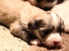 Jewel_Havanese Puppy-IMG_1694