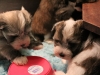 Jewel_L_Bullseye_RT_Parti_Havanese_Puppy_IMG_2692