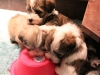 Jewel_L_Woody_Ctr_Bullseye_RT_Havanese_Puppies_IMG_2700