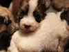 Woody-Gold-Brindle-Irish-Pied_w_Tan-Points-Havanese-Puppy-IMG_1684