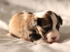 Woody-Gold-Brindle-Irish-Pied_w_Tan-Points-Havanese-Puppy-IMG_1814