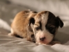 Woody-Gold-Brindle-Irish-Pied_w_Tan-Points-Havanese-Puppy-IMG_1815