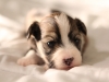 Woody-Gold-Brindle-Irish-Pied_w_Tan-Points-Havanese-Puppy-IMG_1823