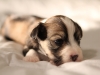 Woody-Gold-Brindle-Irish-Pied_w_Tan-Points-Havanese-Puppy-IMG_1824