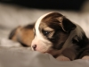 Woody-Gold-Brindle-Irish-Pied_w_Tan-Points-Havanese-Puppy-IMG_1825