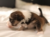 Woody-Gold-Brindle-Irish-Pied_w_Tan-Points-Havanese-Puppy-IMG_1830