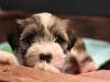 Woody_Brindle_Irish_Pied_Havanese_PuppiesIMG_2600