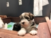 Woody_Brindle_Irish_Pied_Havanese_PuppiesIMG_2650