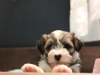 Woody_Brindle_Irish_Pied_Havanese_PuppiesIMG_2678