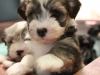 Woody_Brindle_Irish_Pied_Havanese_Puppies_IMG_2524