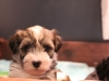 Woody_Brindle_Irish_Pied_Havanese_Puppies_IMG_2581