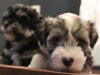 Woody_Brindle_Irish_Pied_Havanese_Puppies_IMG_2671