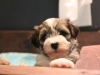 Woody_Brindle_Irish_Pied_Havanese_Puppies_IMG_2687