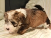 Woody_Brindle_Irish_Pied_Havanese_Puppy_IMG_2972