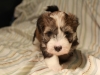 Woody_Brindle_Irish_Pied_Havanese_Puppy_IMG_2981