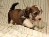 Woody_Brindle_Irish_Pied_Havanese_Puppy_IMG_3006