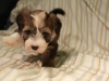 Woody_Brindle_Irish_Pied_Havanese_Puppy_IMG_3010