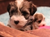 Woody_Brindle_Irish_Pied__Havanese_Puppies_IMG_2605