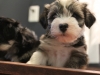 Woody_Brindle_Irish_Pied__Havanese_Puppies_IMG_2673