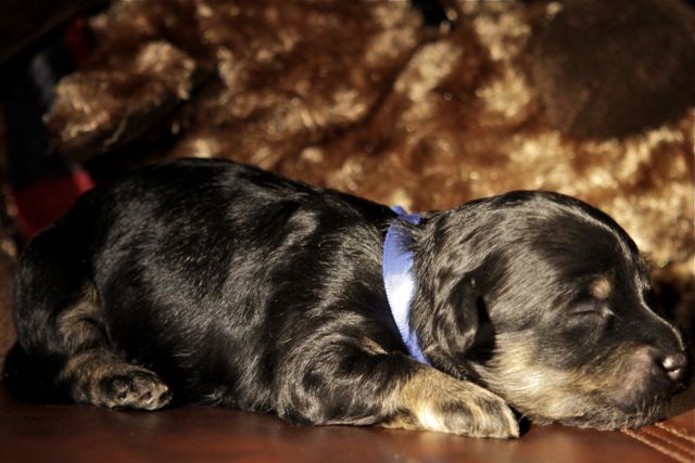 Prince-Charming-Black-and-Tan-Havanese-Puppy-1.5weeksIMG_3962