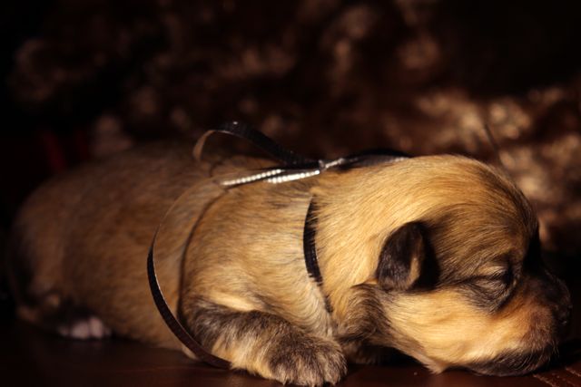 Rapunzel-Female-Silver-Sable-Brindle-1.5weeksIMG_3937